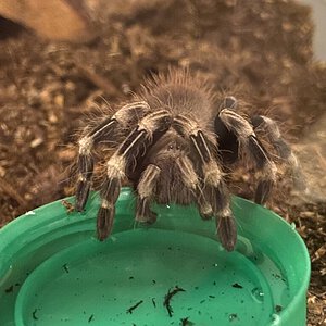 Aww so cute. Unsexed N. chromatus.