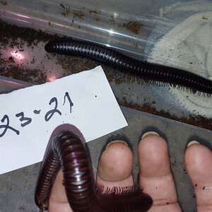 Millipedes