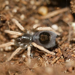 Kochiana Brunnipes