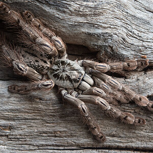 Heteroscodra maculata