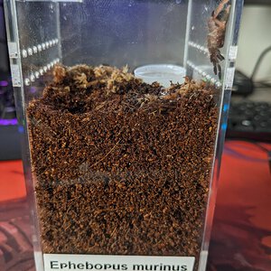 E. murinus 1" Sling