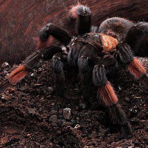 Brachypelma emilia.