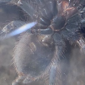 Nhandu chromatus, ≈2.5-3” DLS