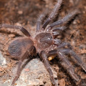 Pterinopelma sazimai sling