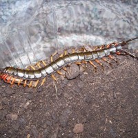 Scolopendra subspinipes "Tiger Legs"