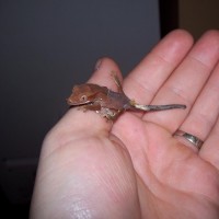 Red Crested Gecko