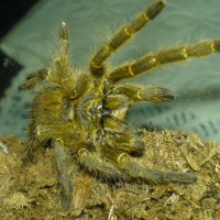 Pterinochilus murinus