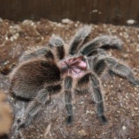 Female G. rosea "Pennywise"