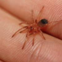 1/4" B. smithi