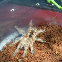 P. nigricolor ~2"