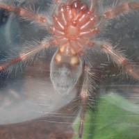 brachypelma auratum