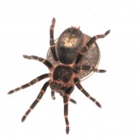 G. aureostriata