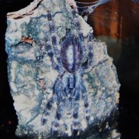 "Magua" P. regalis