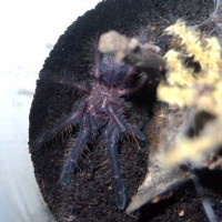 Ihsan" Cyriopagopus sp" S blue sling