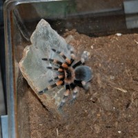 B. smithi