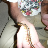 Handling Centipede