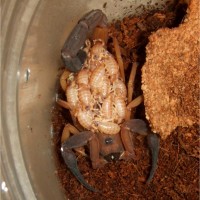 Babycurus gigas w/babies