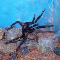 E. murinus "D"