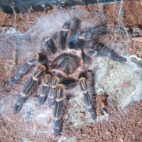 my chaco fresh moult