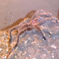 G.rosea (thought to be female)