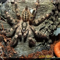 Poecilotheria subfusca juv. male