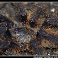 Lampropelma violaceopes