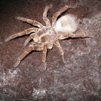 My Massive Theraphosa