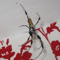 Nephila living in my Beetle Room