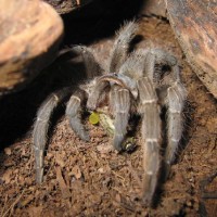 Juvenile A. seemani Feeding