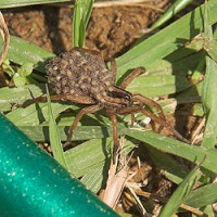 wolf spider pic