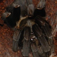 Unknown Tarantula