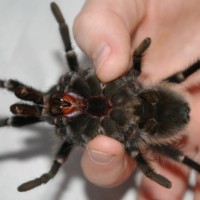 Brachypelma albopilosum pictures