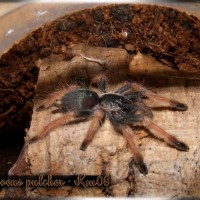 Psalmopoeus pulcher sling