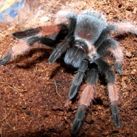 Brachypelma emilia