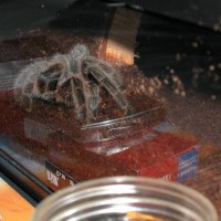 spiderling and my rose hair tarantula