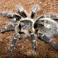 my tarantulas