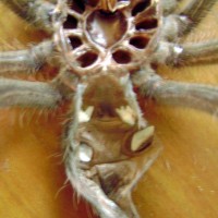 Theraphosa Bloni juvie