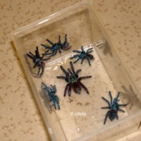 a. versicolor group