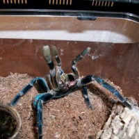 Haplopelma lividum