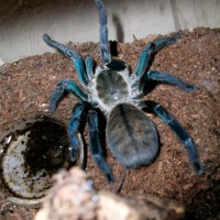 Haplopelma lividum