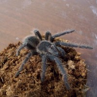 Lasiodora parahybana