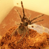 Lasiodora parahybana