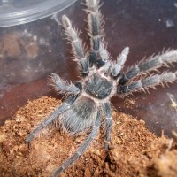 Lasiodora parahybana