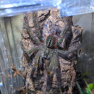 P. Ornata sexing.