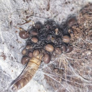 M. balfouri babies