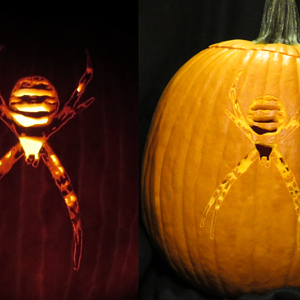 Wasp Spider Pumpkin (Argiope bruennichi)