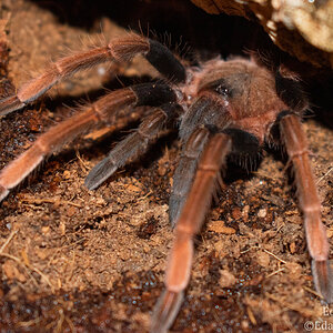 Sericopelma sp Santa Catalina juvie