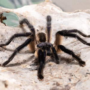 M. balfouri mature male