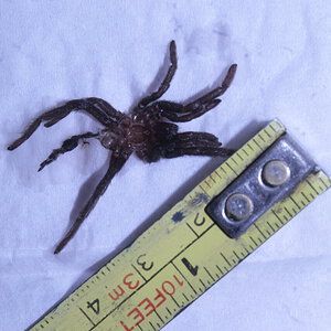 Hysterocrates gigas - 1.5 inch female,size reference