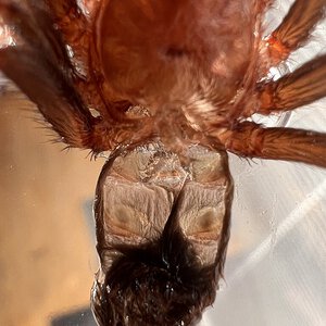 Brachypelma boehmei